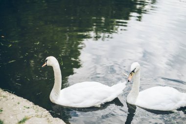 iki güzel Kuğu Gölü