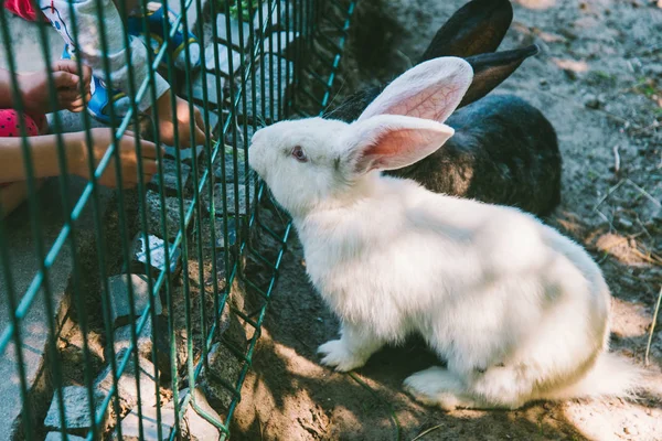 檻の中の白と黒のウサギ — ストック写真