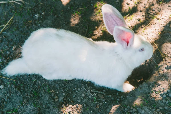 Белый кролик на земле — стоковое фото