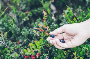 İsveç kirazı almaya. Yabani çilek toplama kadın.
