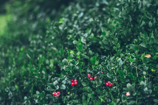 Lingonberry en la lonchera — Foto de Stock