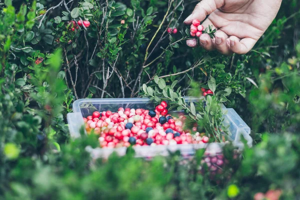 Picking lingonberry. Woman gathering wild berries.