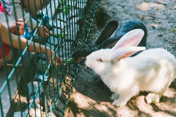 檻の中の白と黒のウサギ — ストック写真