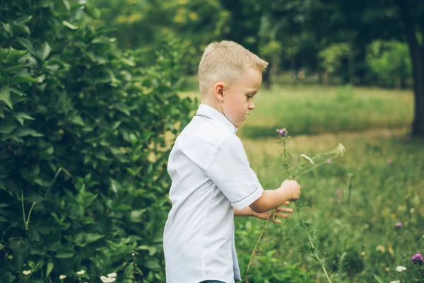Хлопчик збирає польові квіти в парку — стокове фото