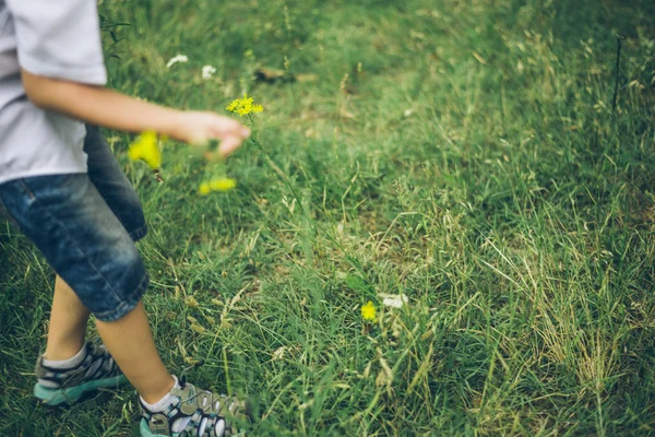 Niño recogiendo flores de campo en el parque — Foto de Stock