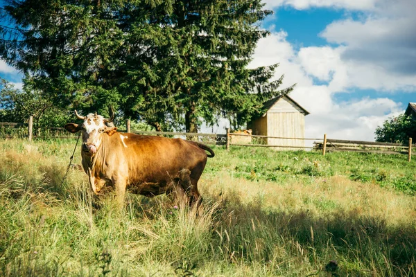 Hnědá kráva na poli s domem na pozadí — Stock fotografie