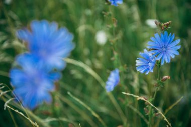 Peygamber çiçeği alan yakın çekim