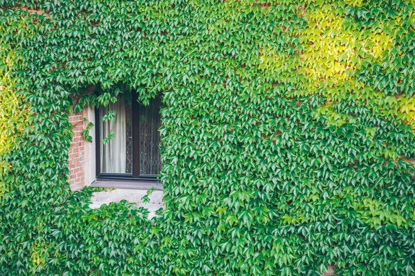 Vieja ventana rodeada de hiedra rastrera — Foto de Stock