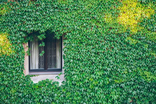 Старе вікно в оточенні повзучих рослин плюща — стокове фото