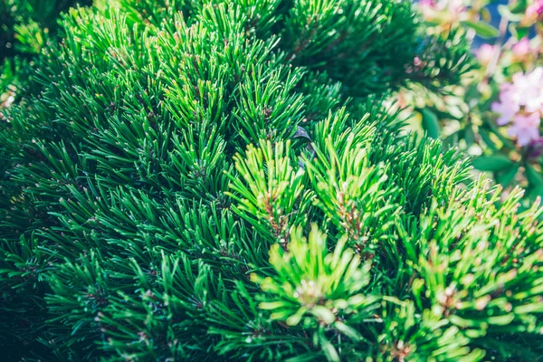 Фон с зеленой ветки елки . — стоковое фото