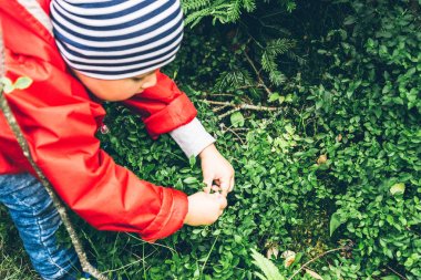 Küçük bir çocuk yaban mersini bir çalı çeker.