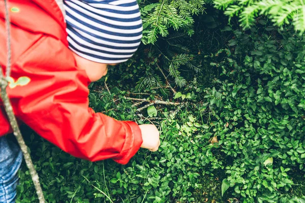 Un niño pequeño saca arándanos de un arbusto — Foto de Stock