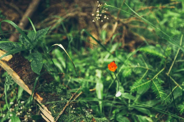 Röd blomma på nära håll — Stockfoto