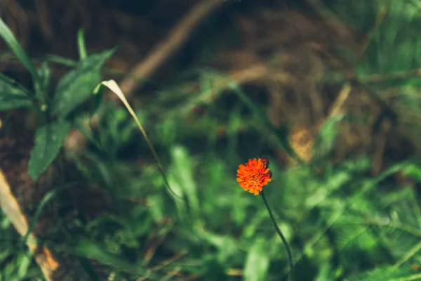 Röd blomma på nära håll — Stockfoto