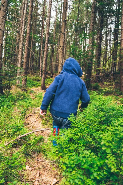 Niño pequeño come arándanos en el bosque —  Fotos de Stock