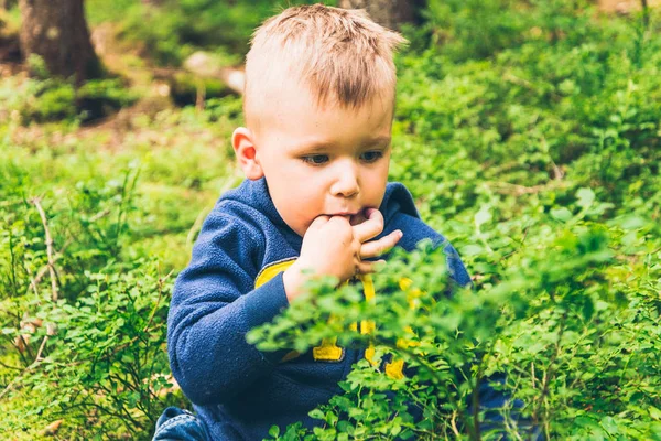 Küçük çocuk yemek yaban mersini ormanda