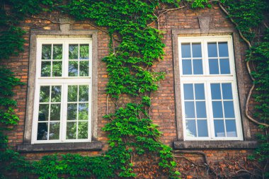 Güzel bir duvar kalın yeşil Ivy tarafından fazla gelişmiş penceresinde