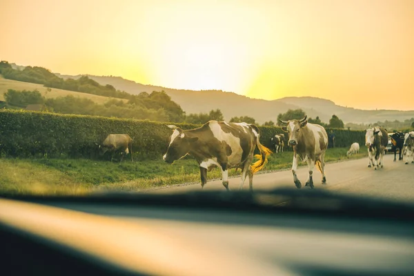 Krávy na cestě na západ slunce — Stock fotografie