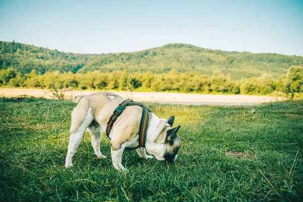 Buldog francuski, grając na zielonej trawie — Zdjęcie stockowe