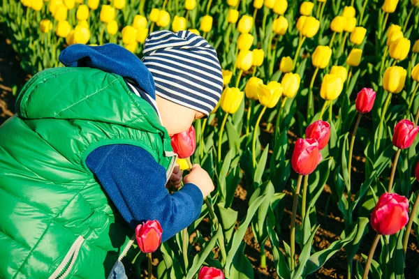 봄 날에는 정원에서 튤립 냄새 유아 소년 — 스톡 사진