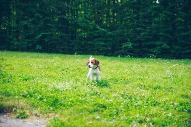 outsside oynayan beagle köpek