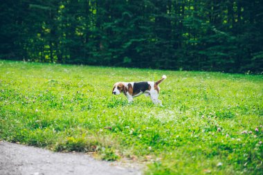 outsside oynayan beagle köpek