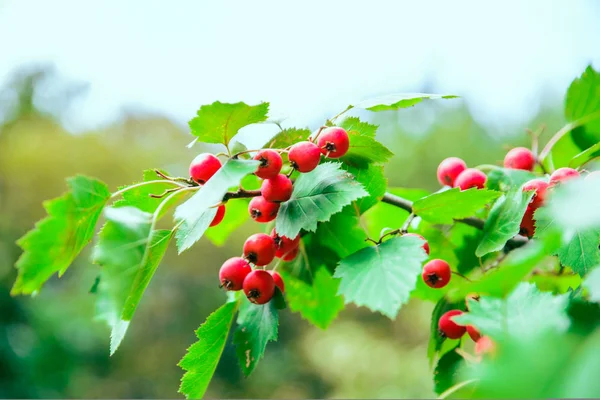 Czerwone jagody na drzewie — Zdjęcie stockowe