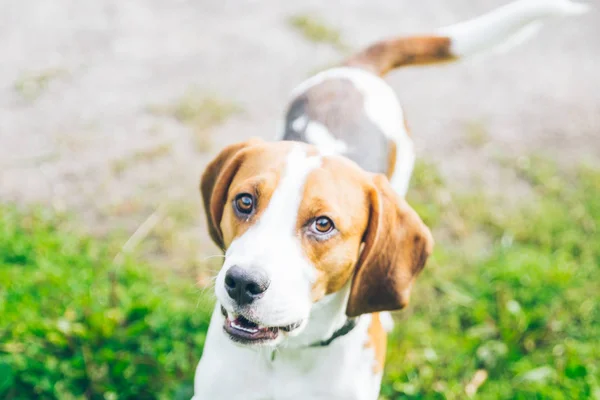 Pies rasy Beagle, gra outsside — Zdjęcie stockowe