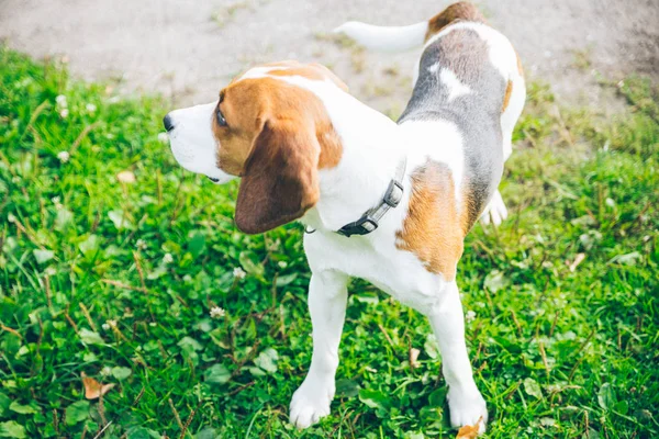 Pies rasy Beagle, gra outsside — Zdjęcie stockowe
