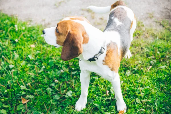outsside oynayan beagle köpek