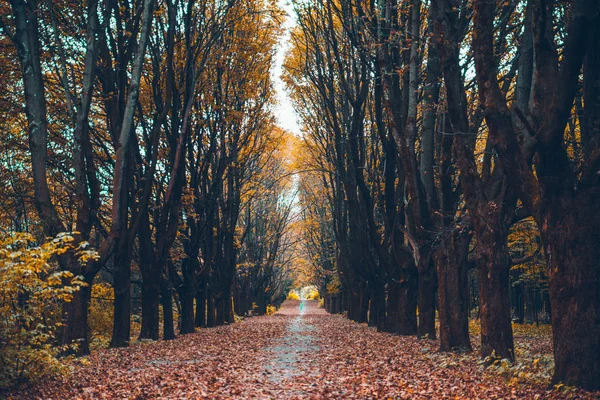 renkli sonbahar park