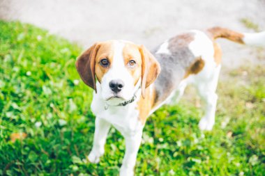 outsside oynayan beagle köpek