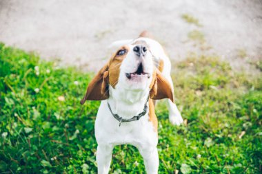 outsside oynayan beagle köpek