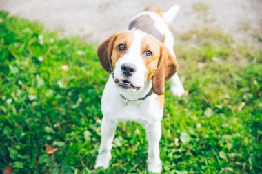 outsside oynayan beagle köpek