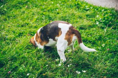 outsside oynayan beagle köpek