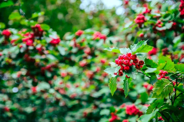 Red berries on the tree — Stock Photo, Image