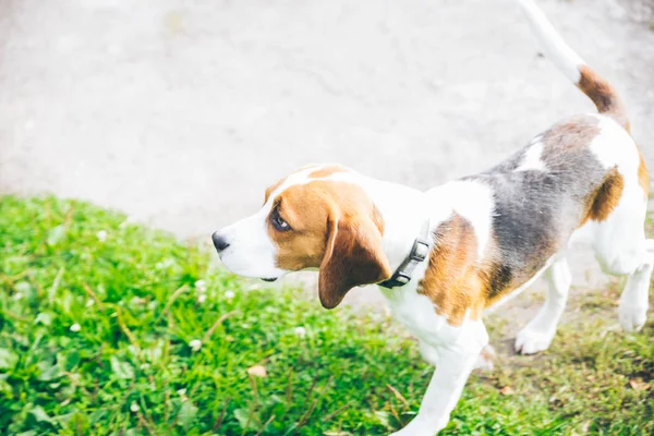 outsside oynayan beagle köpek
