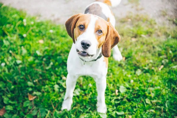 outsside oynayan beagle köpek
