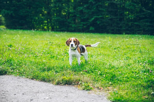 Pies rasy Beagle, gra outsside — Zdjęcie stockowe