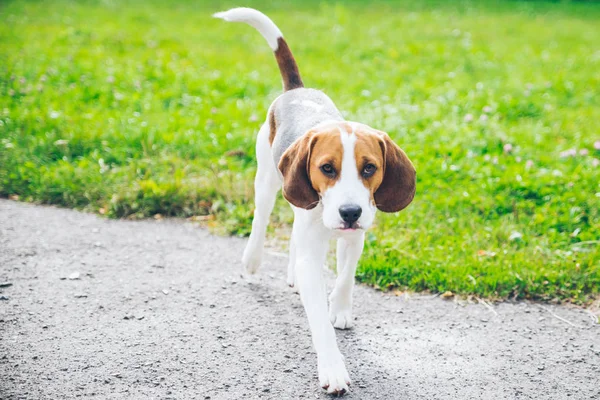 outsside oynayan beagle köpek