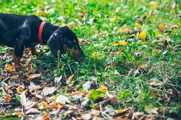 sonbahar Bahçe yapraklar üzerinde küçük siyah dachshund