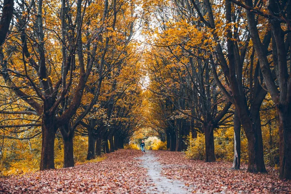 Színes őszi park — Stock Fotó