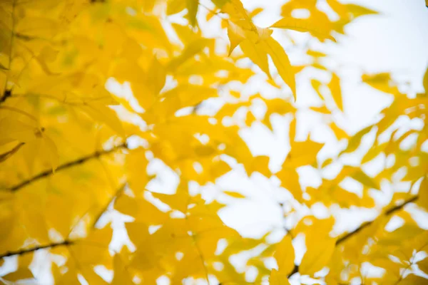 Φθινόπωρο bokeh φύλλων θολή φόντο — Φωτογραφία Αρχείου