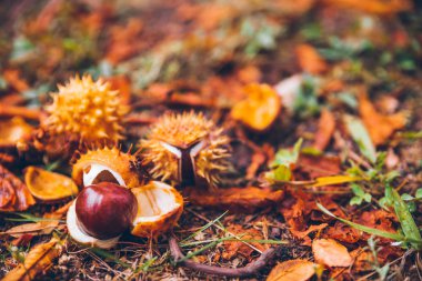 At kestanesi buckeye conker dışında ahşap