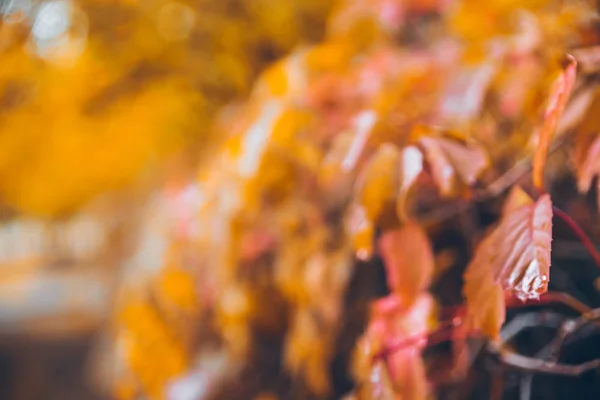 Gelbe Blätter von Efeu — Stockfoto