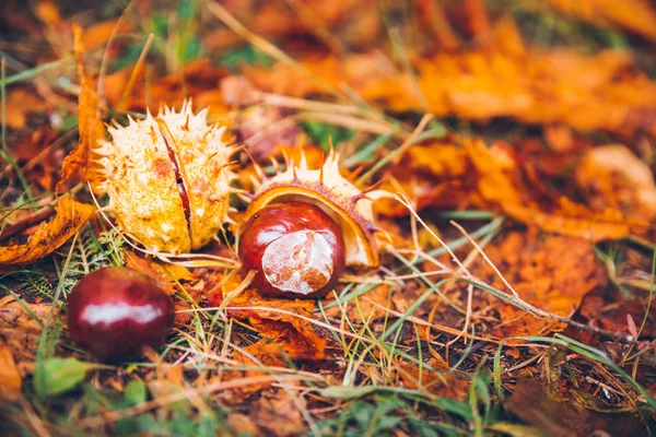 At kestanesi buckeye conker dışında ahşap