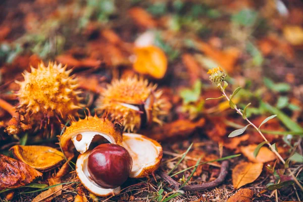 At kestanesi buckeye conker dışında ahşap