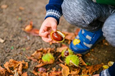 küçük çocuk oyun kestane ile sonbahar gün