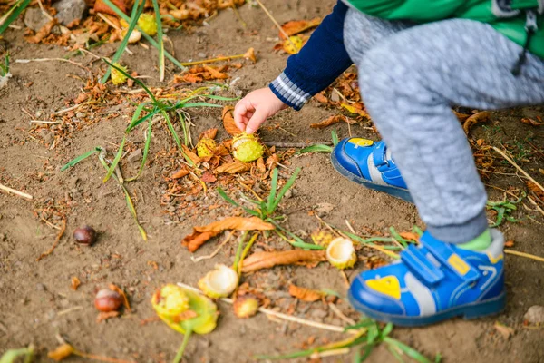 Petit garçon jouer avec des châtaignes en automne jour — Photo