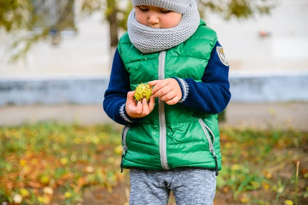 Petit garçon jouer avec des châtaignes en automne jour — Photo